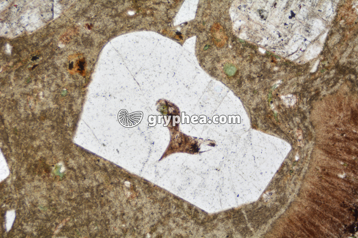 Rhyolite Quartz corrodé LPNA x25 - gryphea.com